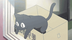 Cat, @juno_463